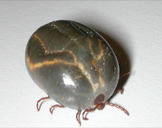 Haemaphysalis_longicornis_1.jpg