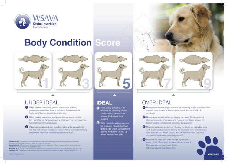 Dog+Body+Condition+Score.png