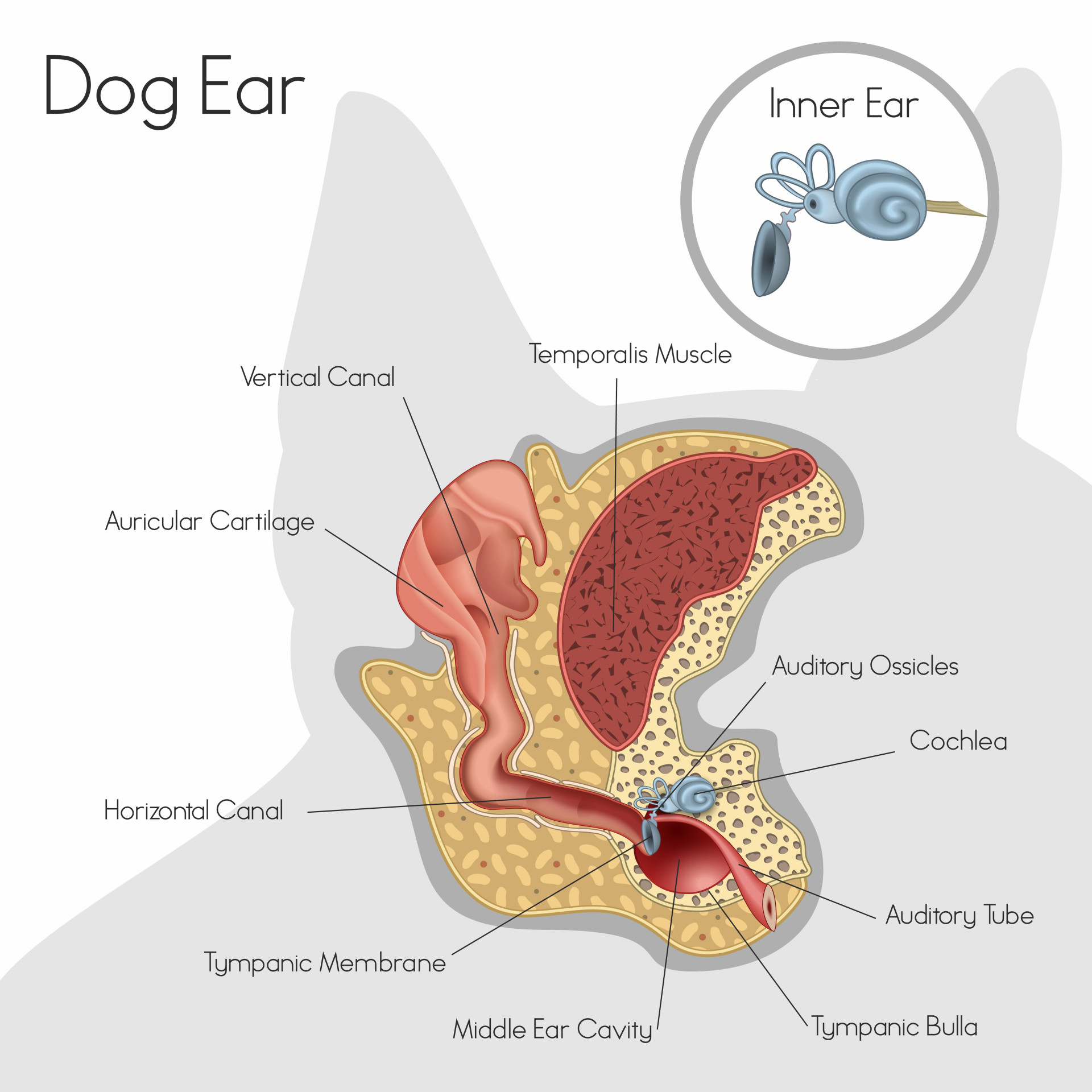 dog-ear.jpg